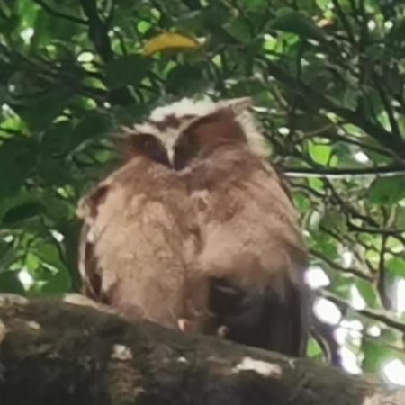 ホテル Terrazas Del Golfo La Palma エクステリア 写真