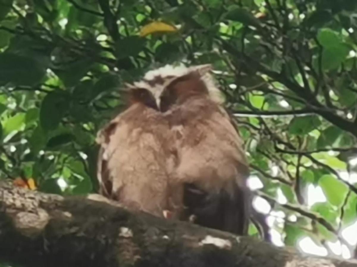 ホテル Terrazas Del Golfo La Palma エクステリア 写真