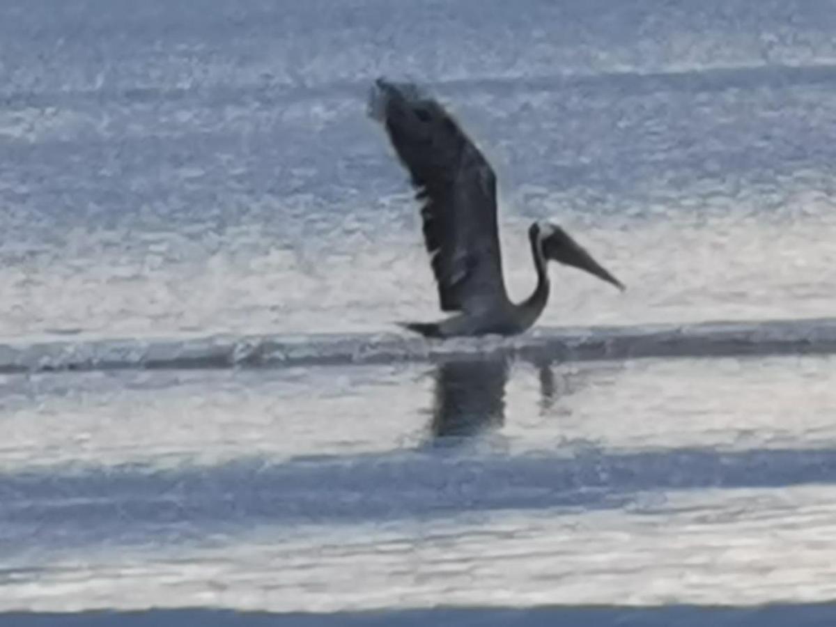 ホテル Terrazas Del Golfo La Palma エクステリア 写真