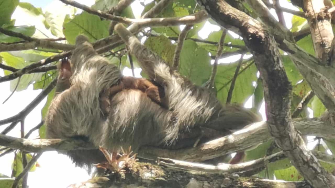 ホテル Terrazas Del Golfo La Palma エクステリア 写真